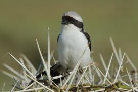 Dzierzba srokoszowata - Lanius excubitoroides - Grey-backed Fiscal