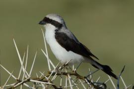 Dzierzba srokoszowata - Lanius excubitoroides - Grey-backed Fiscal