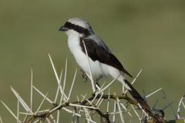 Dzierzba srokoszowata - Lanius excubitoroides - Grey-backed Fiscal