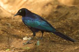 Błyszczak purpurowosterny - Lamprotornis purpuroptera - Rüppell's Glossy Starling