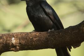 Dziwogon żałobny - Dicrurus adsimilis - Fork-tailed Drongo