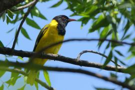 Wilga czarnogłowa - Oriolus larvatus - African Black-headed Oriole
