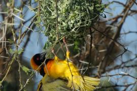 Wikłacz akacjowy - Ploceus vitellinus - Vitelline Masked-Weaver