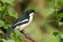 Dzierzyk zaroślowy - Laniarius aethiopicus - Tropical Boubou