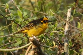 Wikłacz złotoczelny - Ploceus baglafecht - Baglafecht Weaver