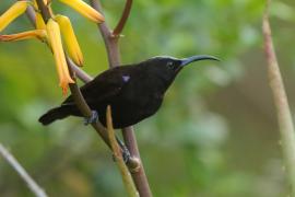 Nektarnik ametystowy - Chalcomitra amethystina - Amethyst Sunbird