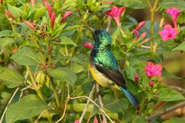 Nektarnik fioletowy - Cinnyris venustus - Variable Sunbird