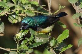 Nektarnik fioletowy - Cinnyris venustus - Variable Sunbird
