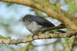 Mucharka białooka - Melaenornis fischeri - White-eyed Slaty Flycatcher