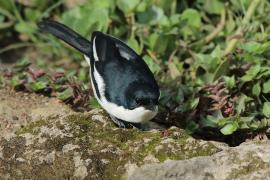 Dzierzyk zaroślowy - Laniarius aethiopicus - Tropical Boubou