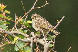 Afrokulczyk kreskowany - Crithagra striolata - Streaky Seedeater