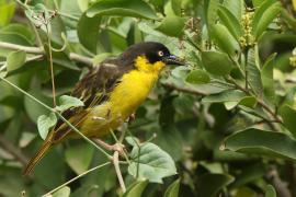 Wikłacz złotoczelny - Ploceus baglafecht - Baglafecht Weaver