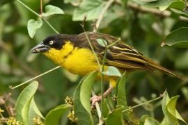 Wikłacz złotoczelny - Ploceus baglafecht - Baglafecht Weaver