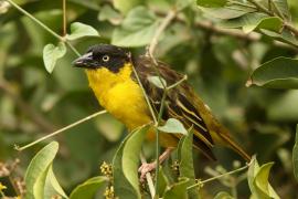 Wikłacz złotoczelny - Ploceus baglafecht - Baglafecht Weaver