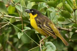 Wikłacz złotoczelny - Ploceus baglafecht - Baglafecht Weaver