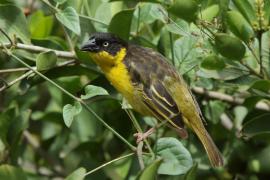 Wikłacz złotoczelny - Ploceus baglafecht - Baglafecht Weaver