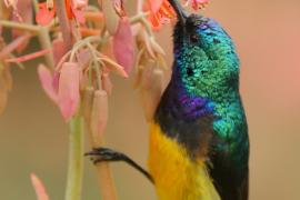 Nektarnik fioletowy - Cinnyris venustus - Variable Sunbird