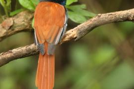 Muchodławka wspaniała - Terpsiphone viridis - African Paradise-flycatcher