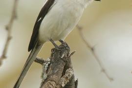Dzierzba białobarkowa - Lanius collaris - Southern Fisca