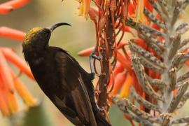 Nektarnik ametystowy - Chalcomitra amethystina - Amethyst Sunbird