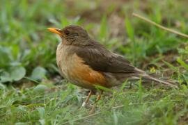 Drozd abisyński - Turdus abyssinicus - Ethiopian Thrush
