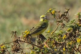 Afrokulczyk mozambijski - Crithagra mozambica - Yellow-fronted Canary