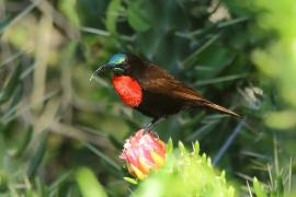 Nektarnik szkarłatny - Chalcomitra senegalensis - Scarlet-chested Sunbird