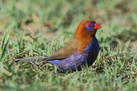 Motylik niebieskobrzuchy - Granatina ianthinogaster - Purple Grenadier