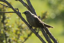 Tymal maskowy - Turdoides sharpei - Black-lored Babbler