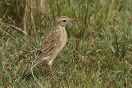 Świergotek cynamonowy - Anthus cinnamomeus - African Pipit