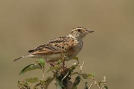 Skowroniec zaroślowy - Mirafra cantillans - Singing Bush Lark