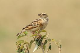 Skowroniec zaroślowy - Mirafra cantillans - Singing Bush Lark