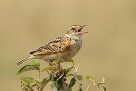Skowroniec zaroślowy - Mirafra cantillans - Singing Bush Lark