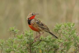 Szponnik różowogardły - Macronyx ameliae - Rosy-throated Longclaw