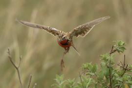 Szponnik różowogardły - Macronyx ameliae - Rosy-throated Longclaw
