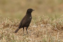 Smolarek epoletowy - Myrmecocichla nigra - Sooty Chat