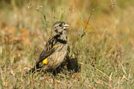 Wikłacz przylądkowy - Euplectes capensis - Yellow Bishop