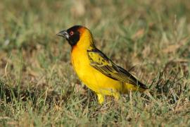 Wikłacz sawannowy - Ploceus intermedius - Lesser Masked Weaver