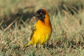 Wikłacz sawannowy - Ploceus intermedius - Lesser Masked Weaver