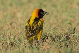 Wikłacz sawannowy - Ploceus intermedius - Lesser Masked Weaver