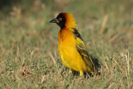 Wikłacz sawannowy - Ploceus intermedius - Lesser Masked Weaver