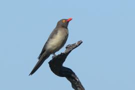 Bąkojad czerwonodzioby - Buphagus erythrorhynchus - Red-billed Oxpecker