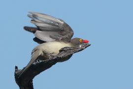 Bąkojad czerwonodzioby - Buphagus erythrorhynchus - Red-billed Oxpecker