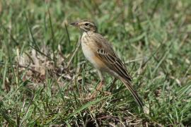 Świergotek cynamonowy - Anthus cinnamomeus - African Pipit