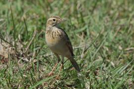 Świergotek cynamonowy - Anthus cinnamomeus - African Pipit
