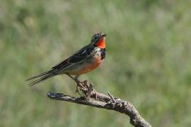Szponnik różowogardły - Macronyx ameliae - Rosy-throated Longclaw