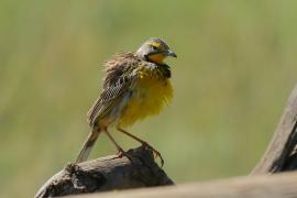 Szponnik żółtogardły - Macronyx croceus - Yellow-throated Longclaw