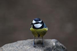 Modraszka kanaryjska - Cyanistes teneriffae - Canary Islands Tit