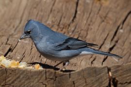 Zięba modra - Fringilla teydea - Tenerife Blue Chaffinch
