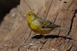 Kanarek - Serinus canaria - Atlantic Canary